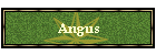 Angus